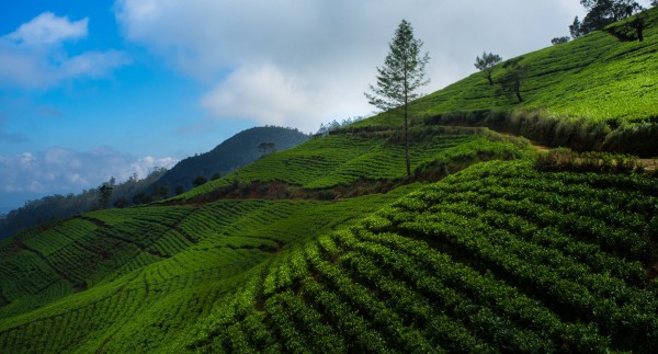 Day Day 02 – Colombo → Mirissa (via Galle & Bentota) - 