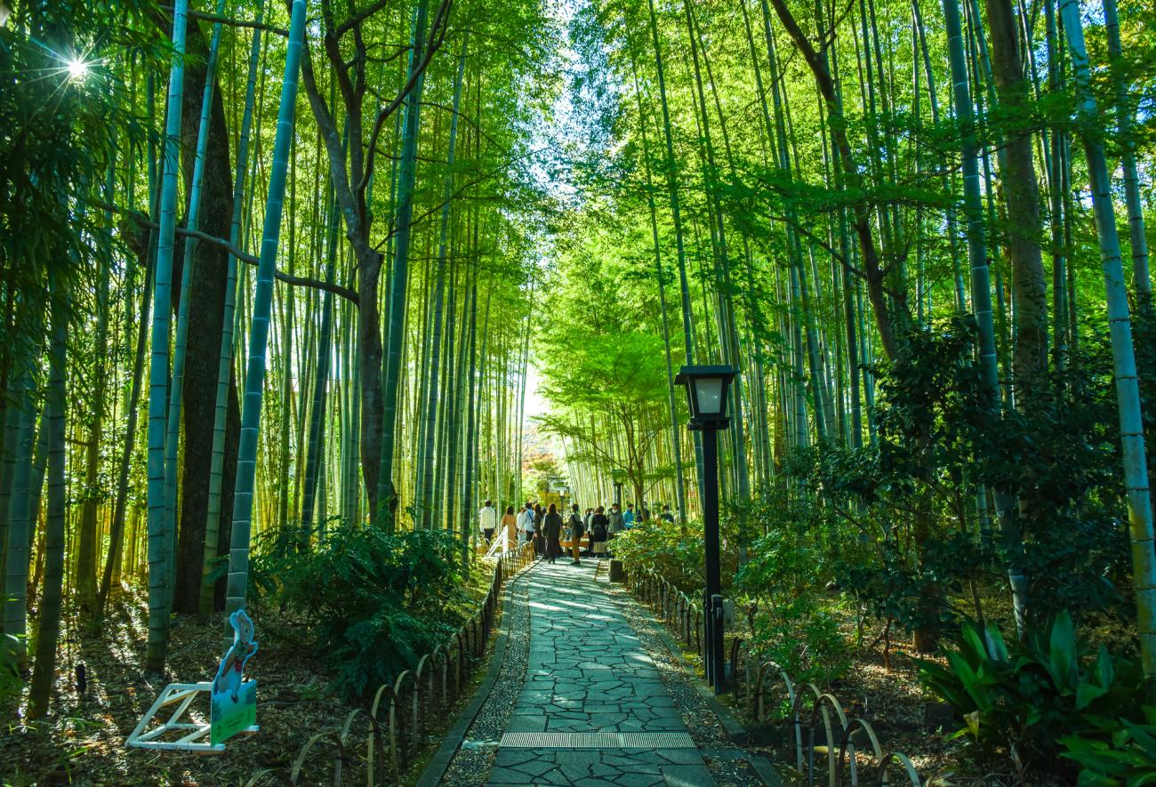 Day Day 7 : Kyoto & Nara Tour - 