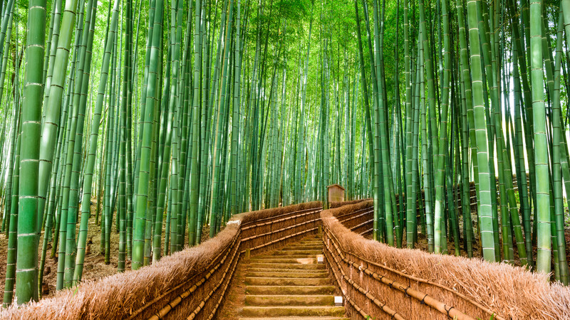 Japan Group Tour 2026 - Image 2